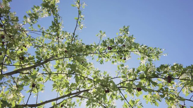 Flying downward from the crown, between the branches of a flowering Hawthorn (Crataegus), against a blue sky on a sunny day, Backlit by sunlight, with sun glare in the lens, Bottom-up view.