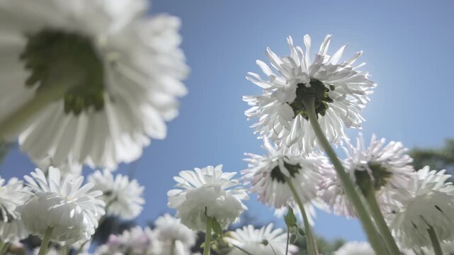 White daisy flowers sways in the breeze against a blue sky on a bright sunny day, backlit by the sun, bottom-up view