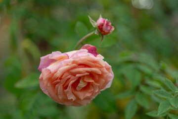 Obraz premium Blooming peach rose with lush layered petals and fresh flower buds. Romantic garden flower captured with soft natural light and blurred green background.