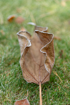 Curled dry autumn leaf resting on green grass with delicate frost crystals along the edges. Natural seasonal scene with soft morning light, shallow depth of field and smooth bokeh.