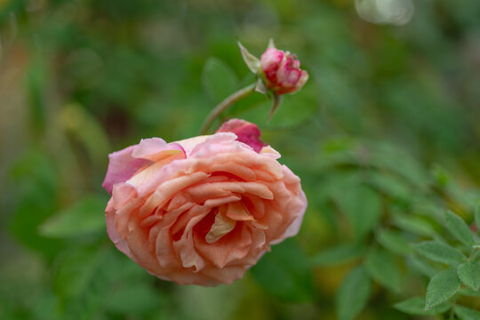 Blooming peach rose with lush layered petals and fresh flower buds. Romantic garden flower captured with soft natural light and blurred green background.