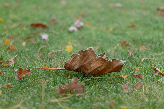 Brown fallen leaf covered with light frost lying on a grassy lawn. Autumn and early winter transition captured with natural textures and a softly blurred background.