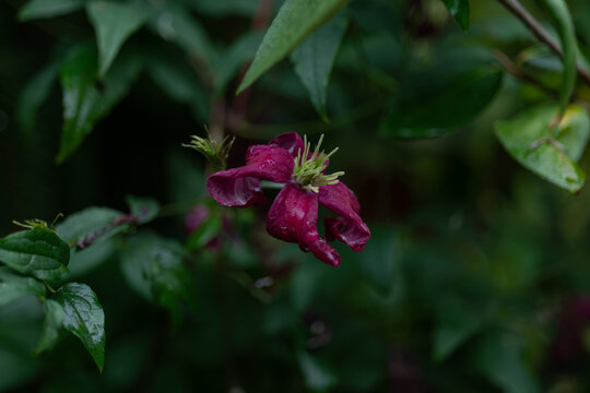 Dark red clematis blossom after rainfall with velvety petals and fresh green leaves. Ornamental climbing plant creating a rich garden scene with blurred natural background.
