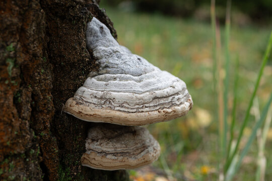 Perennial bracket fungus developing on rough tree bark with layered white shelves and organic textures. Forest habitat showcasing natural fungal growth on living wood.