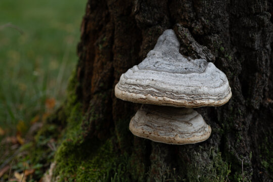 Large white polypore growing from a mature tree trunk with detailed layered structure and natural background.