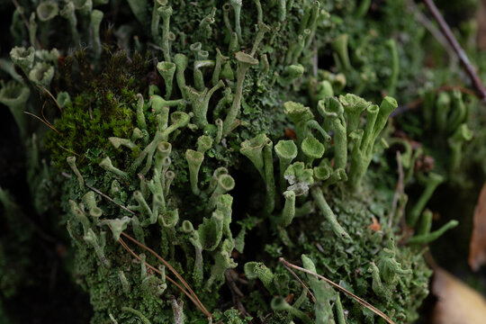 Dense colony of cup lichen covering a weathered tree stump alongside vibrant moss. Natural woodland scene highlighting unique forms and organic textures in a vertical composition.