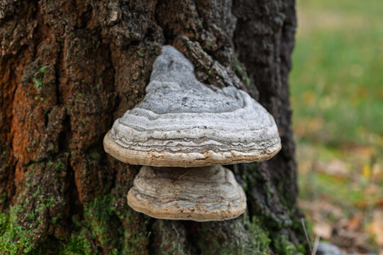 White bracket fungus growing on a weathered tree trunk with layered concentric bands and rugged bark. Natural woodland scene highlighting wood-decaying fungi in a forest environment.