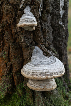 Large shelf fungus attached to an old tree trunk, displaying textured white fruiting bodies with distinctive growth rings. Close natural view of a perennial woodland fungus.