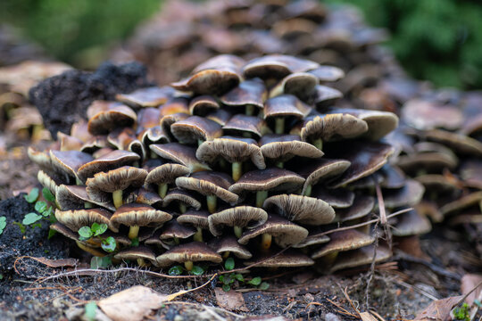 Dense cluster of wild brown mushrooms growing on a decaying tree stump in a forest. Overlapping caps, exposed gills and natural woodland textures create a rich autumn woodland scene.