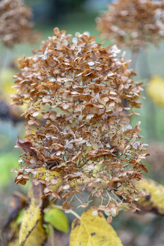 Dried hydrangea flower clusters with delicate papery petals in warm brown tones. Late autumn ornamental blooms with soft bokeh creating a natural seasonal garden background.