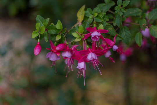 Elegant pink and white fuchsia flowers hanging from delicate stems with unopened buds and green foliage. Graceful ornamental blossoms creating a colorful garden scene with soft natural background.