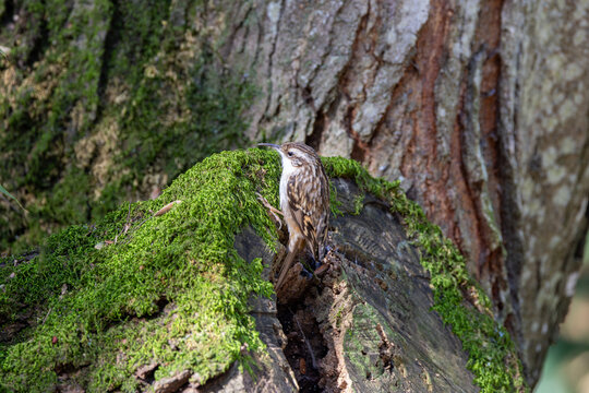 Treecreeper on a moss-covered log