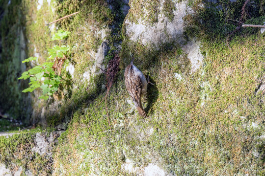 Treecreeper on a mossy rock face