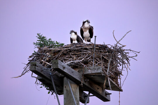 Adult osprey Pandion haliaetus with juvenile on nesting platform against purple dusk twilight sky