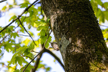 Fototapeta premium Treecreeper on a moss-covered tree trunk