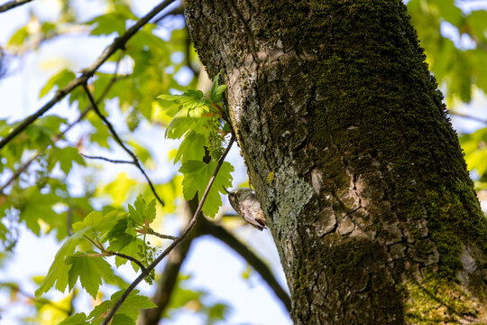 Treecreeper on a moss-covered tree trunk
