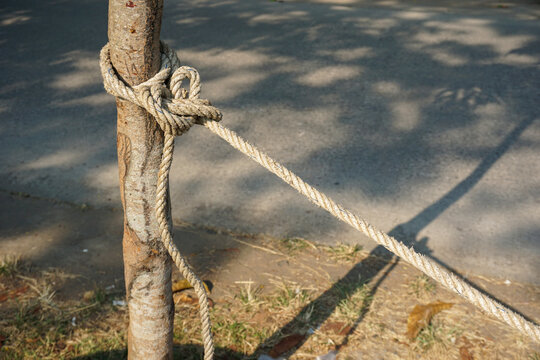 An outdoor shot of a thick light brown rope wrapped and knotted securely around a young tree trunk beside an asphalt road in bright sunlight.