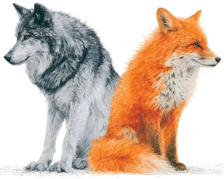 Detailed illustration of a grey wolf and a red fox sitting back to back