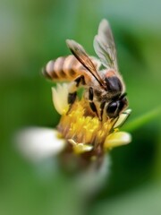Honey Bee Collecting Nectar on Wild Daisy Flower Macro.  Close-up macro of a honey bee feeding on a tiny wild daisy with soft green bokeh background. © Shuttereyes7