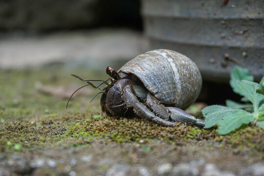 A detailed close-up shot of a small terrestrial hermit crab crawling out of its shell on a green mossy rock surface.                              
