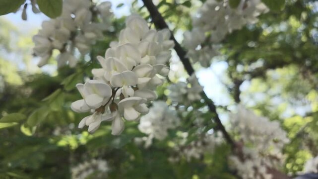 Close-up of a white flowers on a White acacia or Black locust tree (Robinia pseudoacacia) in full bloom, swaying in the wind, view from below