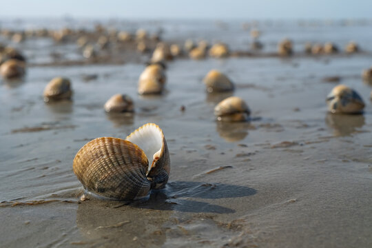 Common cockle (Cerastoderma edule) shells on a Wadden Sea tidal flat at low tide. Close-up of an intertidal bivalve in its natural coastal habitat