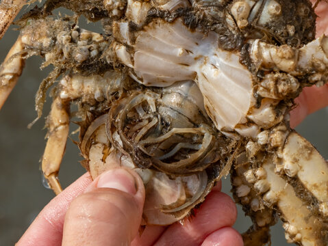 Macro close-up of the abdominal appendages (pleopods) of a female European green crab (Carcinus maenas), showing anatomical details of this common intertidal crustacean