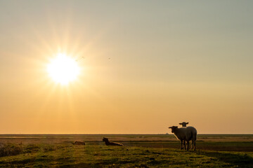 Sheep grazing at sunset in a tranquil pastoral landscape. Golden hour light and expansive copy space create a peaceful rural scene ideal for nature and lifestyle themes © Maciej Bonk