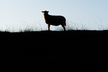 Silhouette of a sheep standing on a grassy dyke at golden hour. Minimalist rural landscape with backlighting, peaceful atmosphere and generous copy space © Maciej Bonk