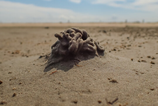 Macro photograph of a lugworm cast (Arenicola marina) on a tidal flat in the Wadden Sea during low tide. Natural pattern formed by marine life in a coastal ecosystem