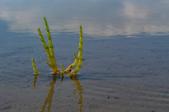 Common glasswort (Salicornia europaea) growing on a tidal flat during low tide in the Wadden Sea. Salt-tolerant coastal plant reflected in shallow water of a marine wetland