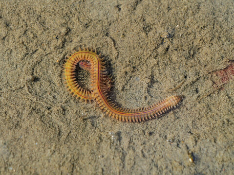 Macro photograph of a marine ragworm (Nereididae) on wet sand at low tide in the Wadden Sea. Detailed view of a polychaete annelid in its natural intertidal habitat