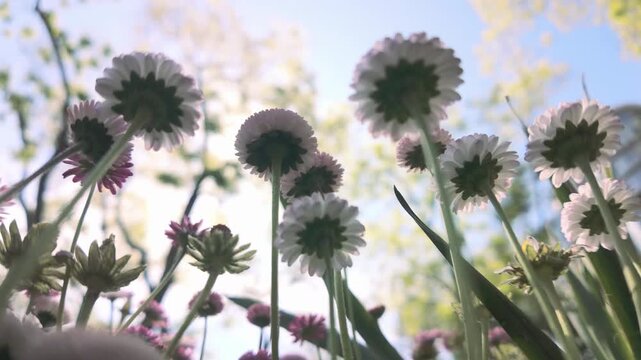 Bottom view of Pink flowers of Daisies, Bellis perennis bloom in the spring sunny day in blue sky background, flowers swaying in the wind