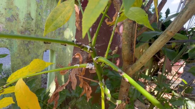 Ants, Mealybugs, and Spider Webs on a Sick Plant, Close up of a plant stem suffering from a heavy infestation of black ants and white mealybugs, entangled in spider webs.