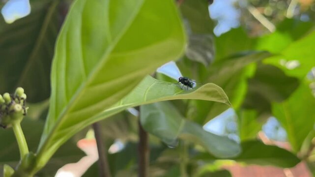 Green Bottle Fly Resting on a Large Green Leaf, Close up shot of a metallic green bottle fly perched on the edge of a vibrant green leaf, with a developing green noni fruit softly blurred