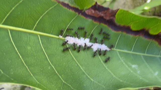 Black Ants Gathering Around White Mealybugs on a Diseased Leaf, Top-down macro view of black ants clustered around a white fuzzy patch of mealybugs on a green leaf that features dry, brown.