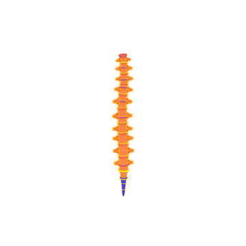 Colorful human spinal column illustration isolated on a white background