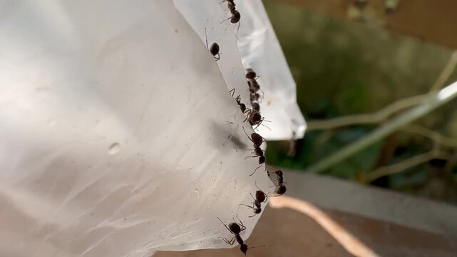 Line of Ants Climbing Down a Plastic Edge, Detailed macro shot of black ants following a vertical trail, climbing down the edge of a piece of clear plastic waste against a softly blurred outdoor backg