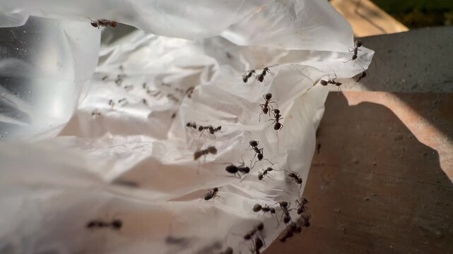 Black Ants Crawling Inside a Clear Plastic Garbage Bag, Close up macro footage of a colony of black ants crawling and navigating through the folds of a clear, crumpled plastic bag under bright sunligh
