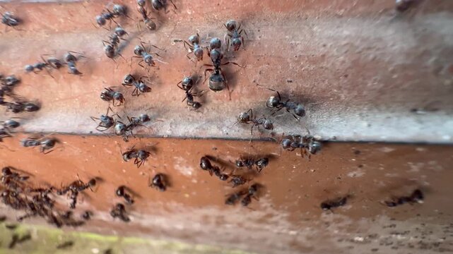 Black Ants Clustered on a Weathered Brown Surface, Close up footage revealing a dense colony of black ants crawling and gathering along a crevice on a rusty, textured brown surface.