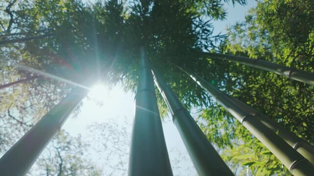 Bottom-up view, panorama of fast-growing bamboo with crowns against a blue sky background on a sunny day, backlit by the sun.
