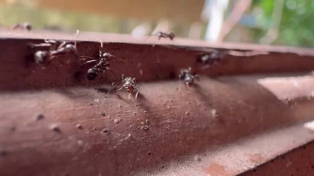 Swarm of Ants Crawling on a Reddish-Brown Surface, Macro video frame capturing a busy trail of black ants walking along a textured, reddish-brown architectural ledge or roof tile.