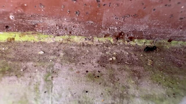 Single Black Ant Walking on a Dusty Concrete Ledge, Detailed macro shot of a single black ant crawling on a weathered, dusty greenish-grey concrete ledge right next to a brown wall.