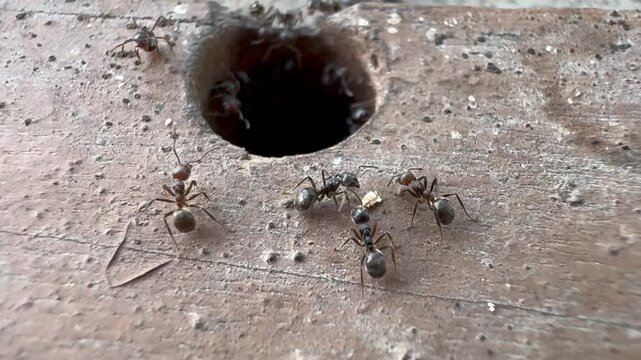 Black Ant Carrying Food to its Nest Hole in Wood, Close up shot of a black ant carrying a small crumb of food across a textured wooden board towards a round, dark nest hole, surrounded by other ants.