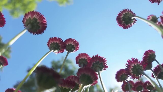 Looking from down on red flowers of English daisies (Bellis perennis) sway in the wind in blue sky background