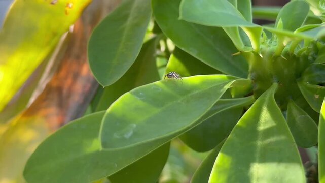 Black and White Jumping Spider on a Bright Green Succulent Leaf, Close up macro footage of a tiny black and white striped jumping spider resting on a bright green fleshy leaf of a succulent plant bath