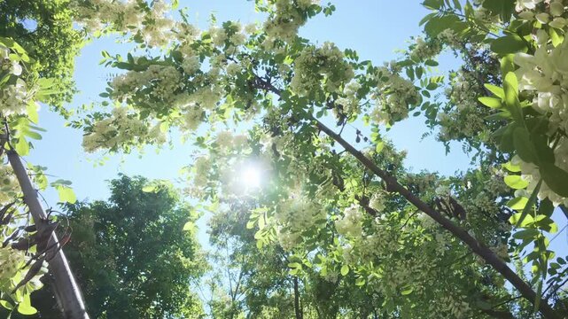 Downward flight from the crown of a blooming White Acacia or Black Locust (Robinia pseudoacacia) tree covered with white flowered inflorescences on a sunny day, backlit by the sun