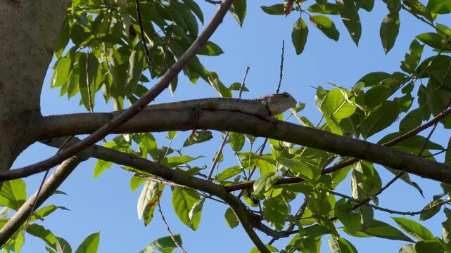 Oriental Garden Lizard Basking on a Tree Branch, An Oriental garden lizard resting horizontally on a tree branch, basking in the sun amidst green foliage under a bright blue sky.