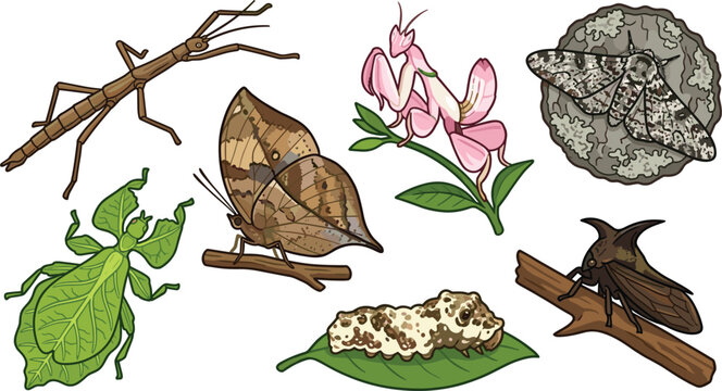 Camouflage Insects and Mimicry Bugs Vector Illustration Set Featuring Stick Insect Leaf Insect Orchid Mantis Peppered Moth and Leaf Butterfly