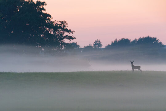Deer standing in misty field at dawn with soft pastel sky and trees